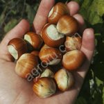 Саженцы фундук трапезунд - HARVESTO Garden