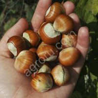 Саженцы фундук трапезунд - HARVESTO Garden