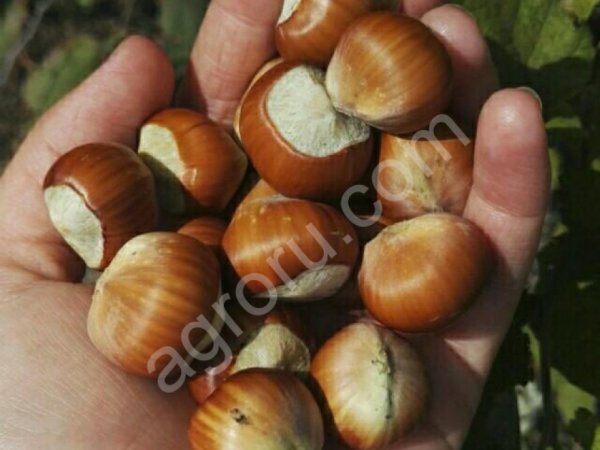 Саженцы фундук трапезунд - HARVESTO Garden