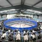 Доильные залы Елочка, Европараллель, Карусель