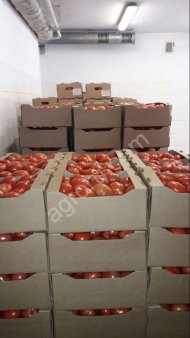 Томат тепличный