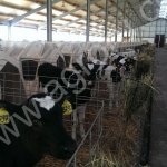 телята бычки тёлочки