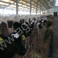 телята бычки тёлочки