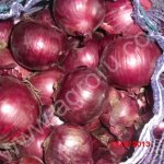 Лук белый и фиолетовый