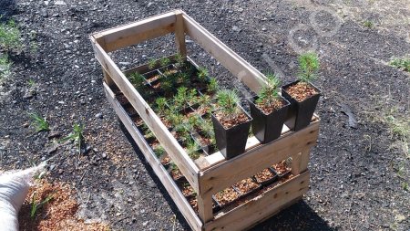 Саженцы, лиственница сибирская, 10-15 см.