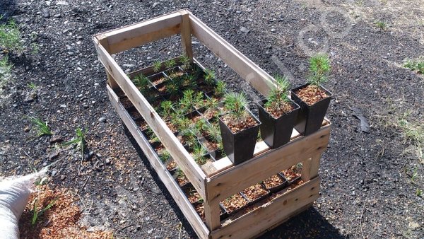 Саженцы, лиственница сибирская, 10-15 см.