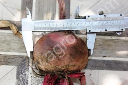 Свекла столовая