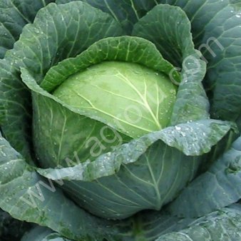 Капуста белокочанная