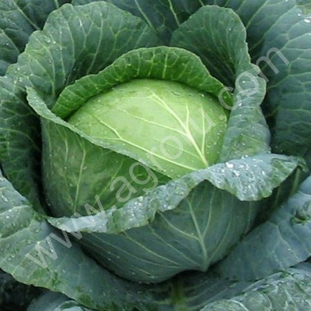 Капуста белокочанная