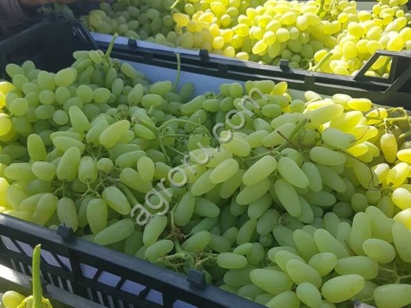 Виноград без косточек