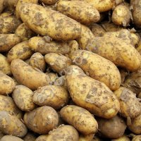 Картофель продовольственный