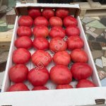 Помидор розовый