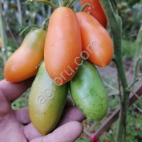 Семена томатов