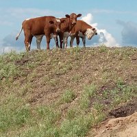 телки-коровы