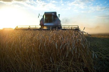 Рынок российского зерна ждут новые трудности