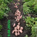 Картофель от ПРОИЗВОДИТЕЛЯ