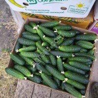 Огурцы