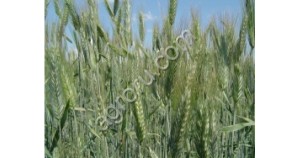 Семена озимых культур пшеница ячмень тритикале рожь вика