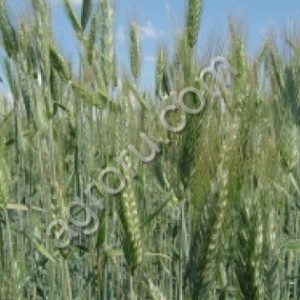 Семена озимых культур пшеница ячмень тритикале рожь вика