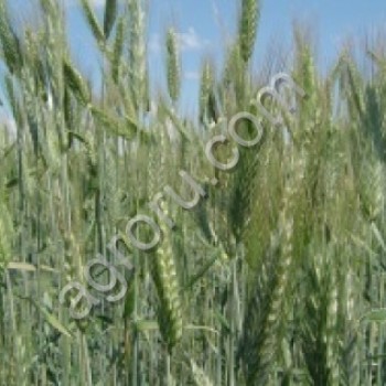 семена озимых культур пшеница <span>ячмень</span> тритикале рожь вика