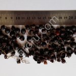 Сублимированная черная смородина