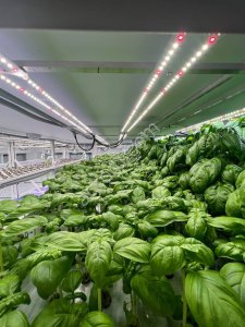 Базилик зелёный