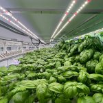 Базилик зелёный