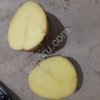 Картофель гала(крупная)