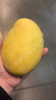 Манго Катчу