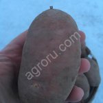 Картофель, урожай 2020г