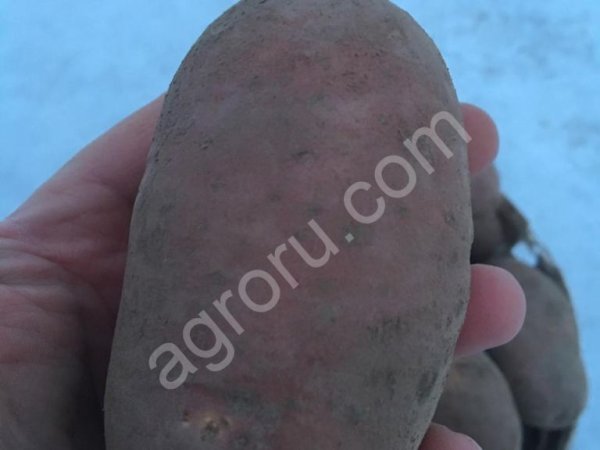 Картофель, урожай 2020г