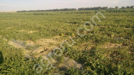 Арбузы Оптом