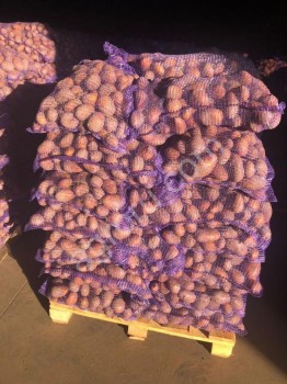 Картофель красный продовольственный урожай 2018