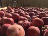 яблоки с садов Заилийского Алатау