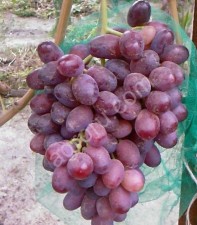 саженцы винограда столовых сортов.