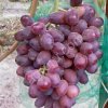 саженцы винограда столовых сортов.
