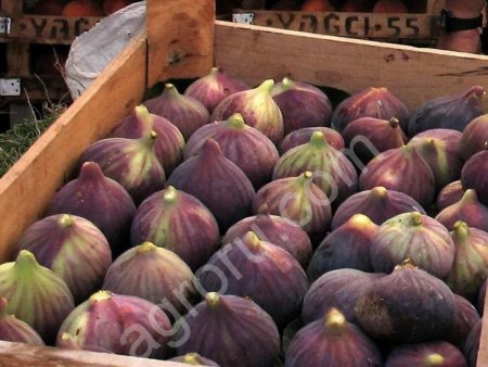 Инжир оптом