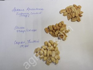 Арахис