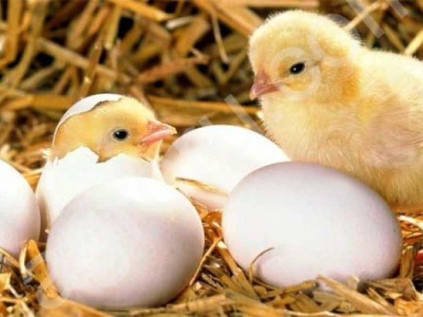 Яйцо инкубационное оптом и в розницу
