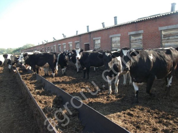 нетелей и коров черно-пестрой породы