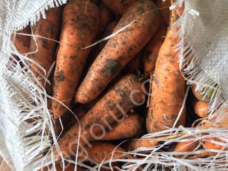 Морковь калиброванная оптом