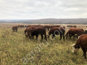 стадо герефордской  породы