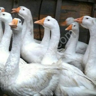 Гуси породы Линда