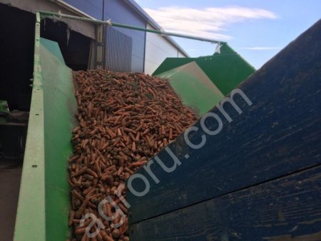 Морковь оптом