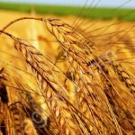 СЕМЕНА ЯРОВОГО ЯЧМЕНЯ Ратник, Вакула и др