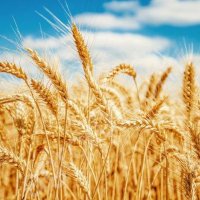 Пшеница