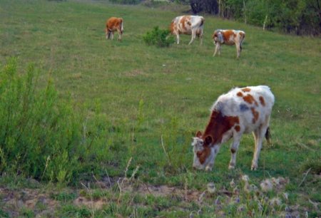 Молочный итог