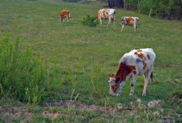 Молочный итог