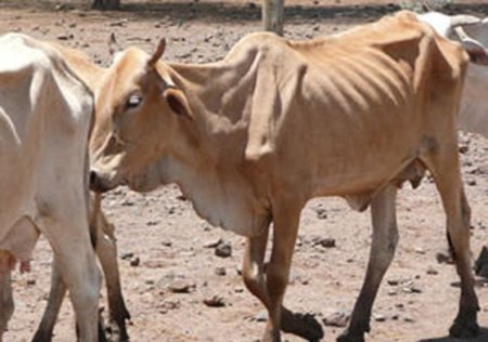 В Крыму завели уголовное дело за издевательство над коровой