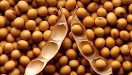 Амурский завод планирует перерабатывать 240 тысяч тонн сои в год